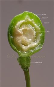  L.S. Fruit